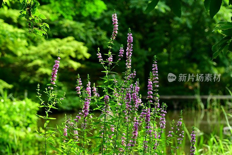 Lythrum anceeps /日本loosestrife